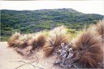 More bunches of grass.
 Sorrento ; 2002/01/30