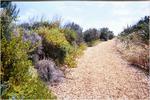 The trail. It's getting warm.
 Sorrento ; 2002/01/30